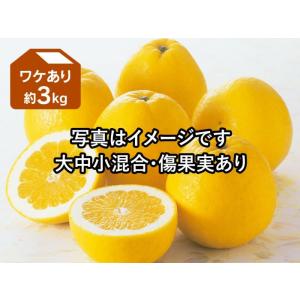 ワケあり河内晩柑（ジューシーオレンジ）約3kg｜kajuen
