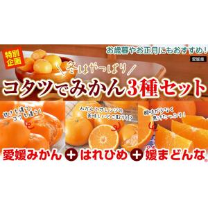 こたつでみかんプチセット(愛媛みかん・はれひめ...の詳細画像1