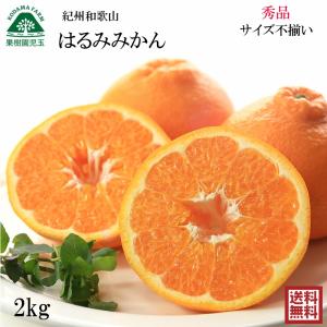 はるみ みかん 2kg 和歌山 秀品 送料無料 2L〜Sサイズ混合