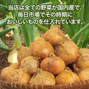 新たまねぎ 国産 新玉ねぎ 10kg L〜2L...の詳細画像3
