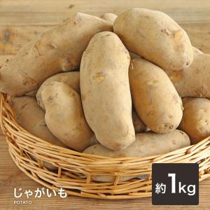 訳あり 新じゃがいも 新じゃが じゃがいも ジャガイモ 送料無料 1kg