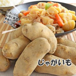 【営業日当日発送】 じゃがいも じゃがいも ジ...の詳細画像1