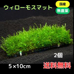 ミクロソリウムsp.本ナロー タイ産 溶岩石付き Yahoo!オークション