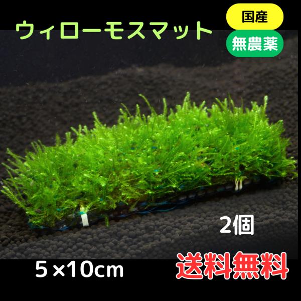 ウィローモスマット ２個 育成済 送料無料 水草 メダカ 国産 無農薬 シュリンプ水槽にも