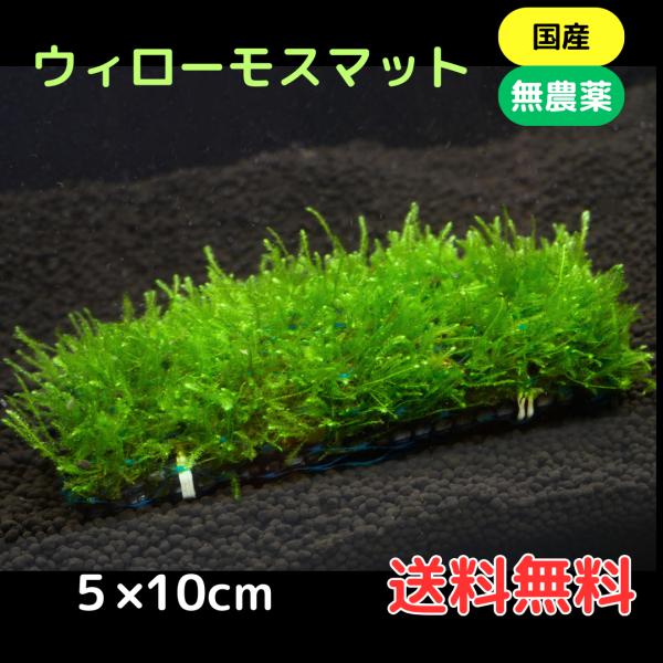 ウィローモスマット 農薬不使用 レギュラーサイズ 育成済 １個 送料無料 水草 メダカ 国産 無農薬...