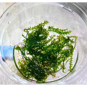 プレミアムモスカップ 1カップ 送料無料 水草...の詳細画像1