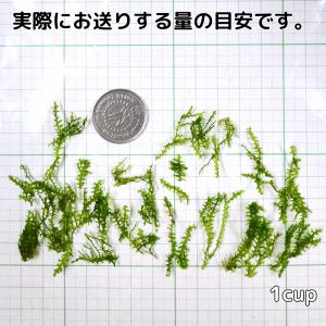 プレミアムモスカップ 1カップ 送料無料 水草...の詳細画像2