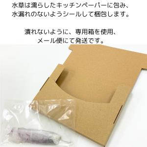 プレミアムモスカップ 1カップ 送料無料 水草...の詳細画像5