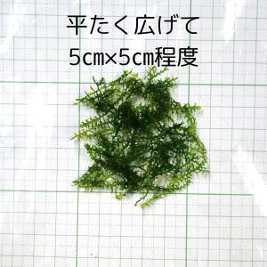 プレミアムモスカップ 1カップ 送料無料 水草...の詳細画像3