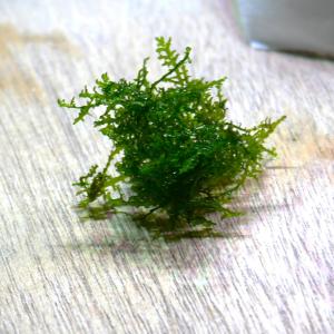 プレミアムモスカップ 1カップ 送料無料 水草...の詳細画像4