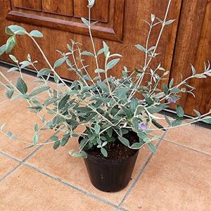 シルバーリーフ 低木 種 種子 の商品一覧 花 ガーデニング 通販 Yahoo ショッピング