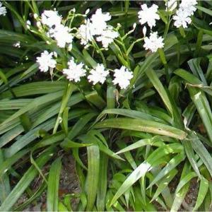 最新作の シャガ 下草 グランドカバー 苗木 植木 苗 T4送料無料 0本セット 10 5cmポット 植木 庭木 Labelians Fr