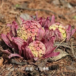 ふきのとう 苗 花 ガーデニング の商品一覧 通販 Yahoo ショッピング