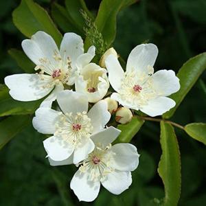 モッコウバラ 落葉樹の植木 庭木 の商品一覧 苗木 植木 花 ガーデニング 通販 Yahoo ショッピング