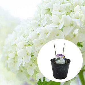 紫陽花 種類 苗 の商品一覧 花 ガーデニング 通販 Yahoo ショッピング