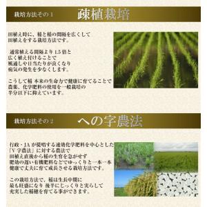 米 令和7年産 30kg 送料無料 秋田県産 ...の詳細画像4