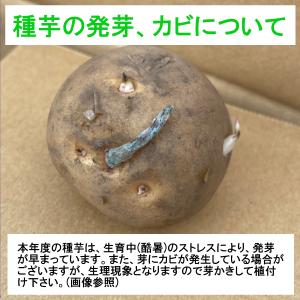 北海道産種じゃがいも 種芋 男爵 10kgの詳細画像5