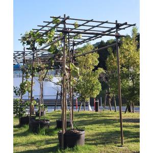フルーツパーゴラ 果樹棚組立てセット Lタイプ