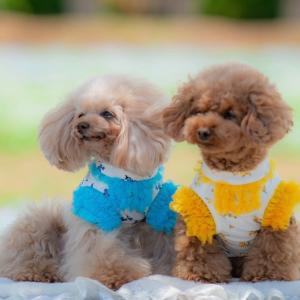 セレブなオーダーメイド犬服ミントブルードレス : オーダーメイド