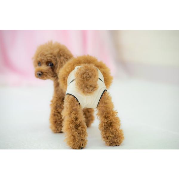 サニタリーパンツ ヒョウ柄＆コーデュロイせくすぃマナーパンツ ｜犬服 小型犬 ドッグウェア マナーウ...