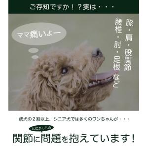 (お試し品) 犬用サプリメント Kamakur...の詳細画像3