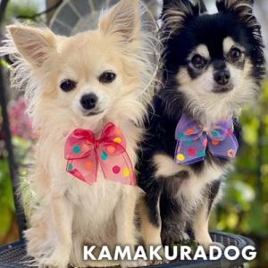 マルチカラーリボン　犬の服｜kamakuradog