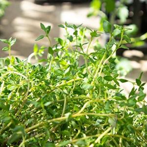 ローリエ 苗の商品一覧 通販 Yahoo ショッピング