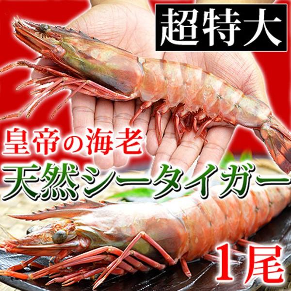 大海老 超特大 冷凍 シータイガー ジャンボエビ 皇帝の海老 有頭えび 単品 1尾230-289g ...