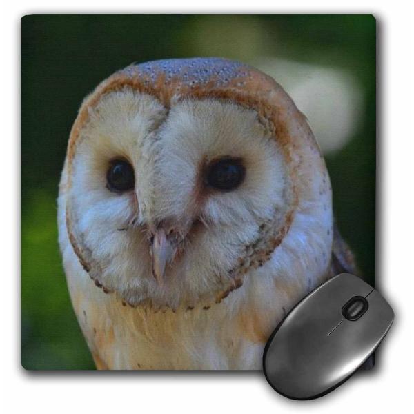 3dRose LLC 8 x 8 x 0.25 Inches Barn Owl A Close Up...