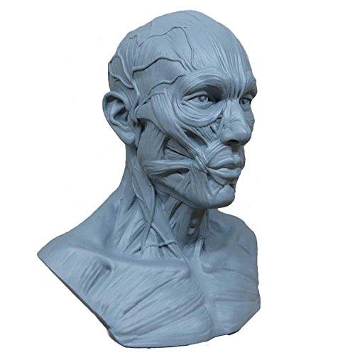 airgoesin Human Model Craft Anatomy Skull Head Mus...