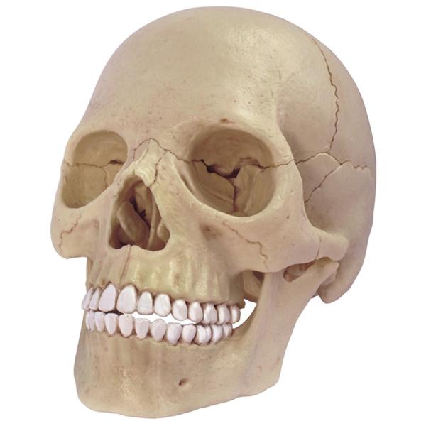 4D Master 26086 Human Anatomy Exploded Skull Model...