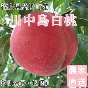 桃 川中島白桃 3kg 福島桑折町産 8月上旬-8月下旬お届け 7〜12個 常温配送