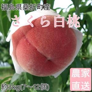 桃 さくら白桃 3kg 福島桑折町産 9月上旬-9月中旬お届け 7〜12個 常温配送