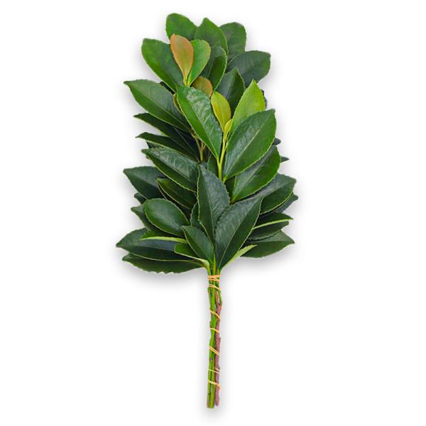 神棚 榊 生榊 八丈榊 1本 サカキ さかき お供え 長持ち 神棚の里