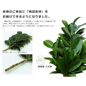 神棚 榊 水替えで長持ち! 色も良く元気な生榊...の詳細画像1