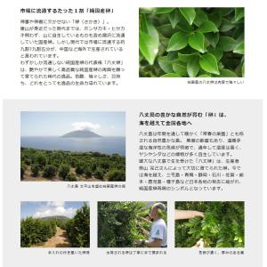 神棚 榊 水替えで長持ち! 色も良く元気な生榊...の詳細画像2