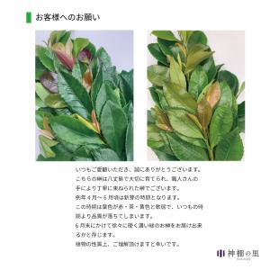 神棚 榊 水替えで長持ち! 色も良く元気な生榊...の詳細画像4