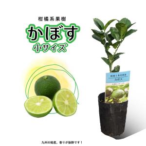 ライム らいむ 苗木【1本で実る】鉢植え 接ぎ木苗 ポット植え［小］9cm