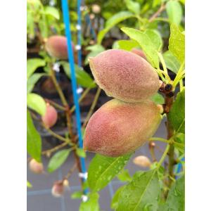 アーモンド苗 落葉樹の植木 庭木 の商品一覧 苗木 植木 花 ガーデニング 通販 Yahoo ショッピング