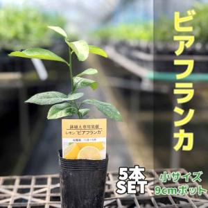 【5本セット】 トゲなしレモン ビアフランカ 苗木【ベランダで育成】  鉢植え 接ぎ木苗 9cmポット ［小］ 果樹｜かみはる園芸