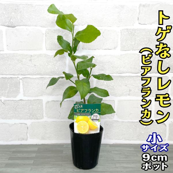 レモン 苗木 トゲなしレモン ビアフランカ  【ベランダで育成】 鉢植え 接ぎ木苗 9cmポット ［...