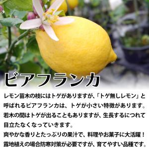 レモン 苗木 トゲなしレモン ビアフランカ [...の詳細画像2
