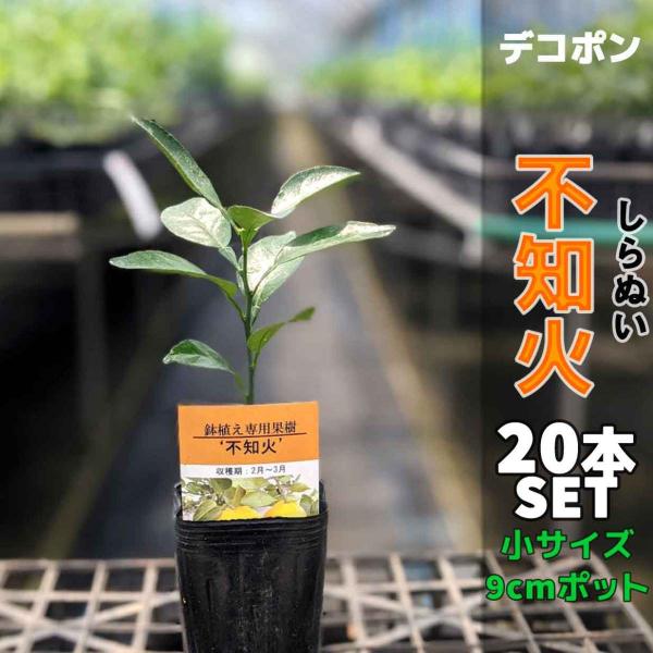 【20本セット】デコポン 不知火 苗木【ベランダで育成】鉢植え 接ぎ木苗 ポット植え［小］9cmポッ...