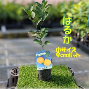みかん 苗木 スイートスプリング [小] 9cmポット 【ベランダで育成】 1