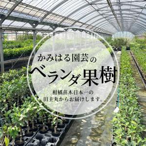 レモン 苗木 瀬戸内レモン(広島レモン) [小...の詳細画像5
