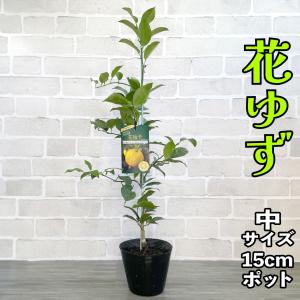 みかん 苗木 花ゆず 一才ゆず【ベランダで育成】鉢植え 接ぎ木苗
