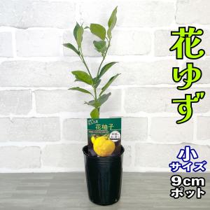 宮川早生 みかん苗木5本 柑橘苗木 みかん 苗木 宮川早生【ベランダで