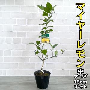 【初めての１本に】レモン 苗 マイヤー 【ベランダで育成】２年生苗 鉢植え 接木苗 ポット苗 [中] 柑橘 果樹 レモンの木　初心者