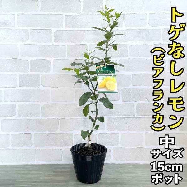 レモン 苗木 トゲなしレモン ビアフランカ 【ベランダで育成】２年生苗 鉢植え 接ぎ木苗 ポット苗 ...