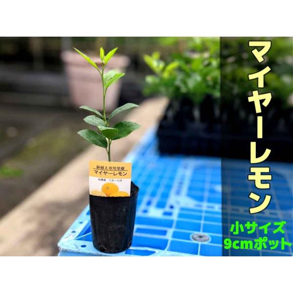 【3本セット】レモン 苗　苗木 マイヤー 【ベランダで育成】 鉢植え 接ぎ木苗 ポット植え［小］ 柑...